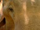 elephant-closeup.jpg